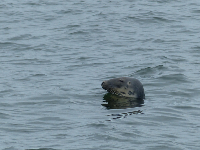Seals Yarmouth, NS