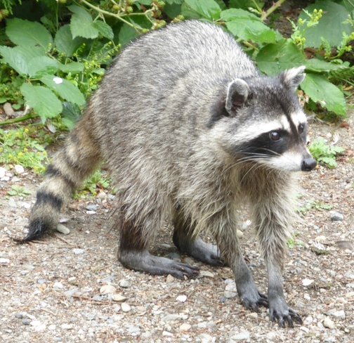 Mama raccoon Vancouver, BC