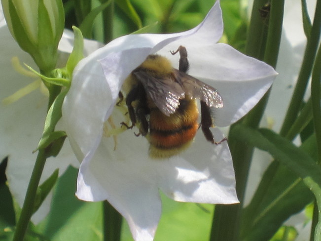 Pollinator Grand Falls-Windsor, NL
