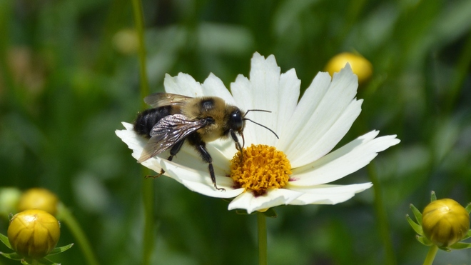 Bumble bee in a Daisy! St. Catharines, ON