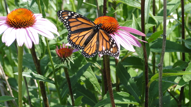 Monarch Butterfly Sarnia, ON
