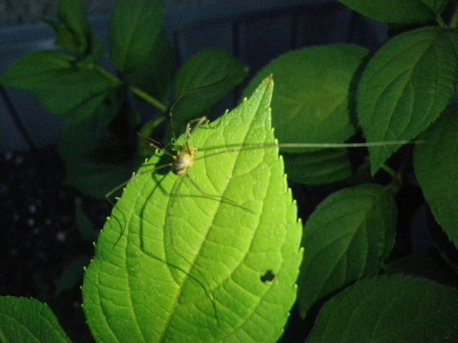 spider in my garden Winnipeg, MB