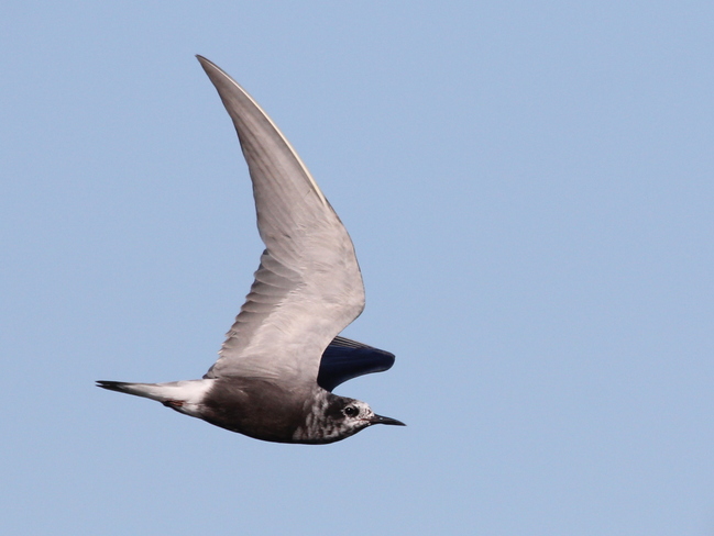 Black Terns Fergus, ON