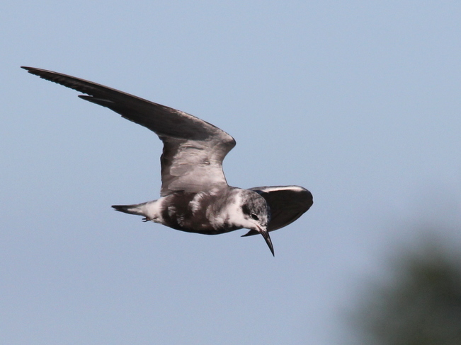 Black Terns Fergus, ON