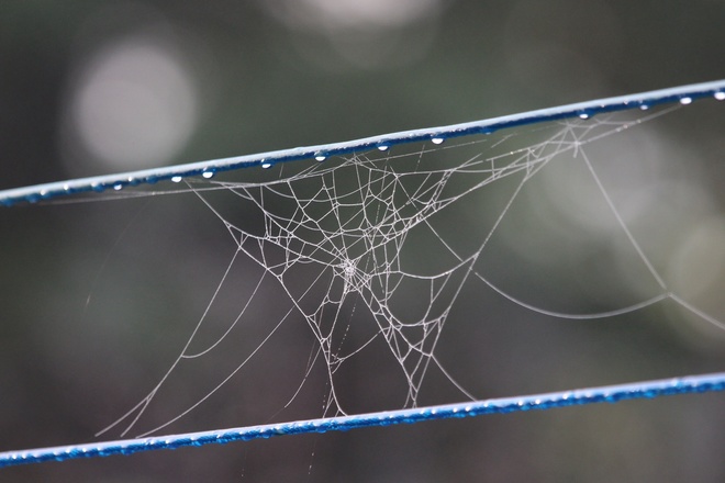 Web of a tale Fosston,Sk