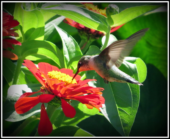 hummingbird on flower Somerset, NJ, United States