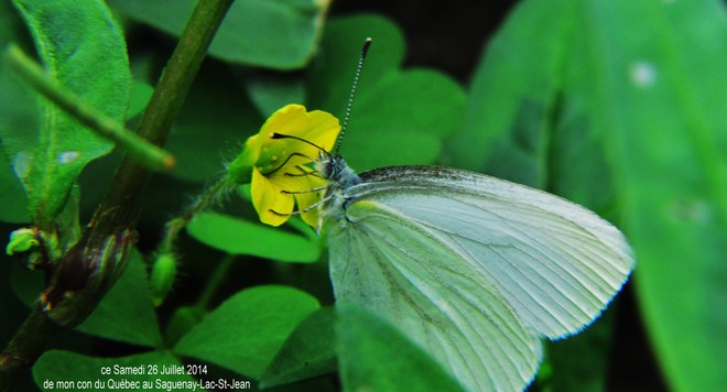 le Papillon Chambord, Québec Canada