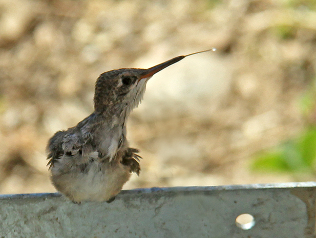 Young Black-chinned Hummingbird Cranbrook, BC