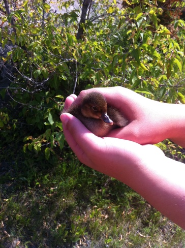 Abandoned Baby Duck Flin Flon, Manitoba Canada