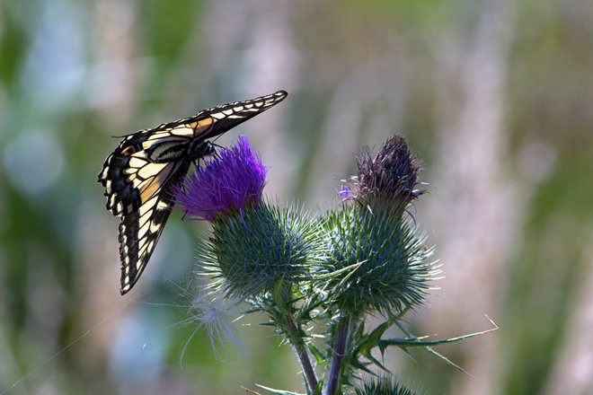 Butterfly and Thistle Boundary Bay, Delta, BC