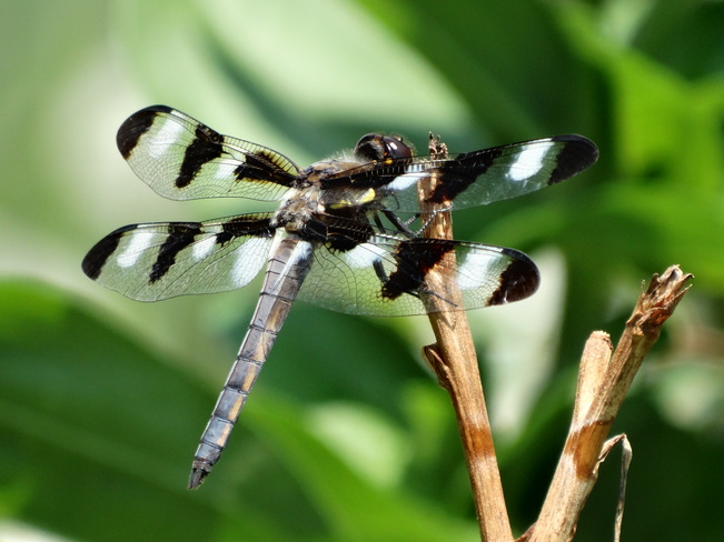 dragonfly Somerset, NJ, United States