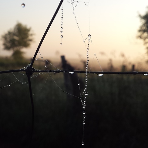 morning dew on spiderwebs Lemberg, SK