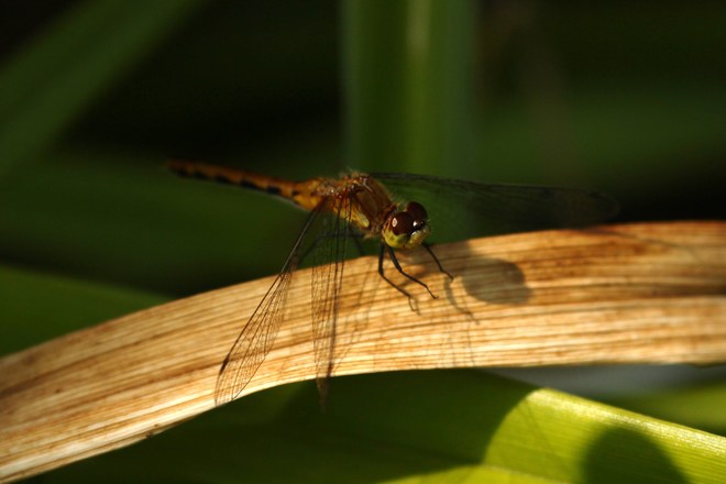 Dragonfly Greater Napanee,ON