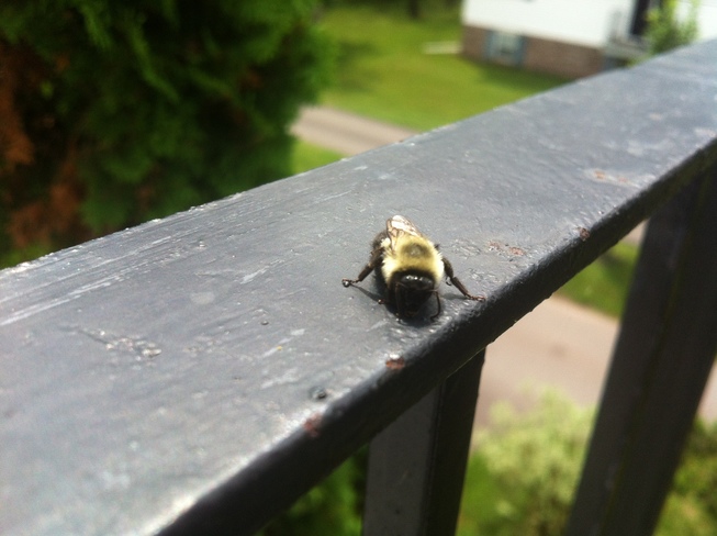 Friendly Baby Bee Charlottetown, PE