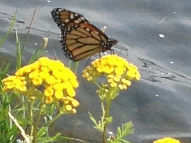 Monarch Butterfly Cornwall, Ontario Canada
