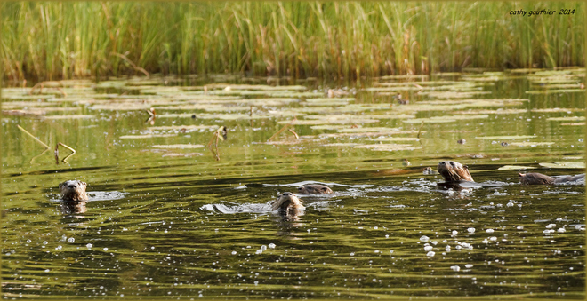 A family of otters. Magnetawan, Ontario Canada