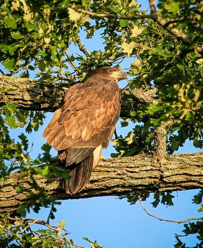 Juvenile Bald Eagle Conestogo, ON