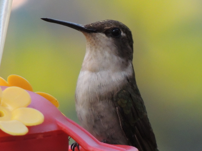 Hummingbirds Nanticoke, ON