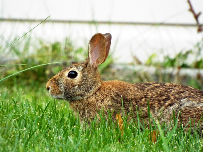 Rabbit In My Backyard Harrow, Essex, ON