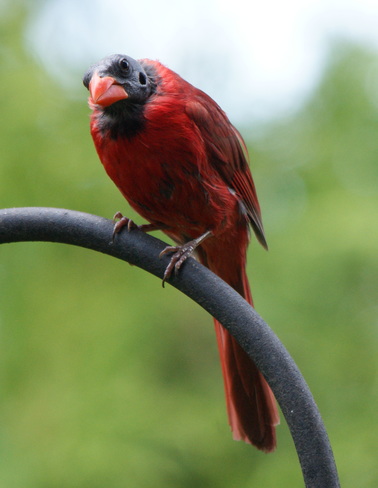 Hair club for cardinals? Bridlewood, Toronto, ON