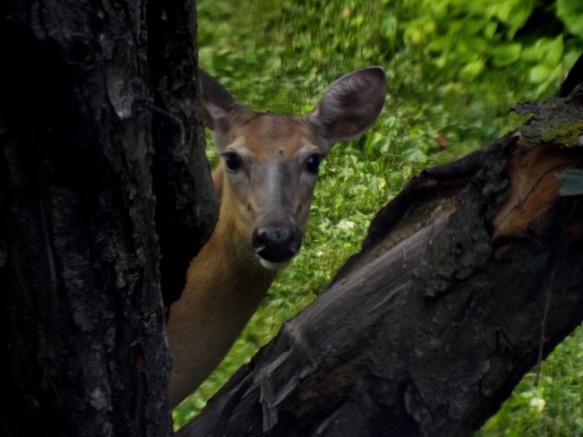 deer in my backyard Fonthill, Ontario Canada