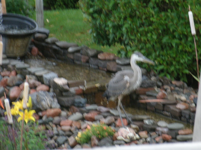 Blue Heron Shediac, NB