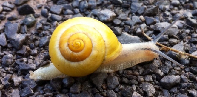 Snail Québec, Quebec Canada