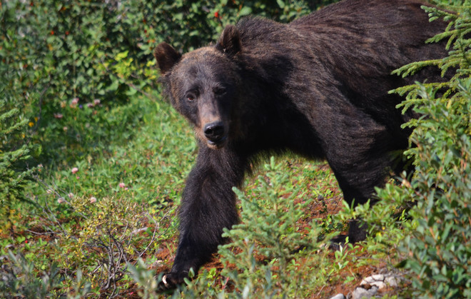 Kananaskis bear! Smith Dorrien Trail, Kananaskis, AB