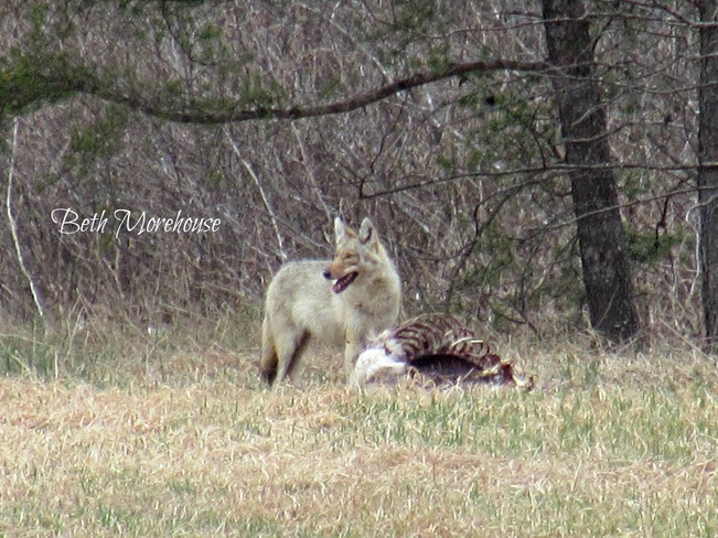 Coyote Fredericton, NB