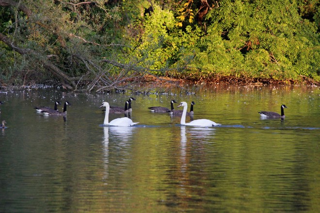Swans saying Good bye to Canada Geese :( Richmond Hill, ON