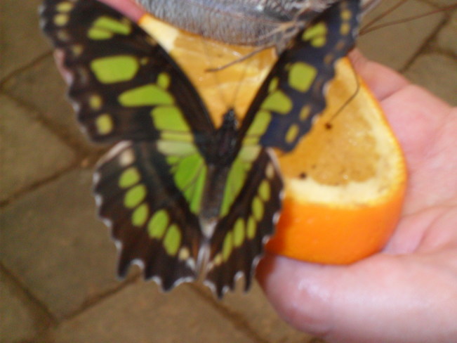 chipunk and butterflies Maltais, NB