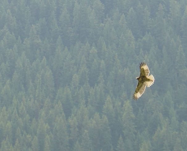 Golden Eagle Kaslo, British Columbia Canada