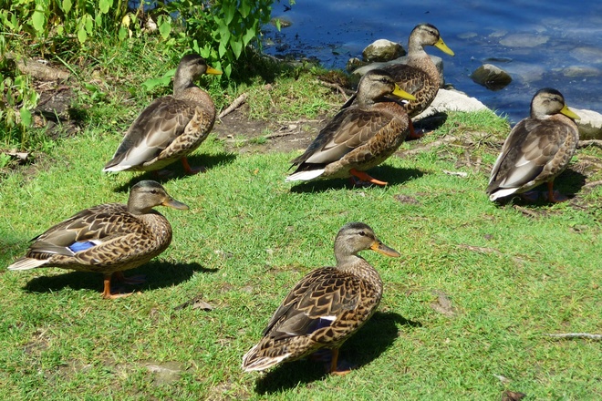 Just Ducky Orillia, Ontario Canada