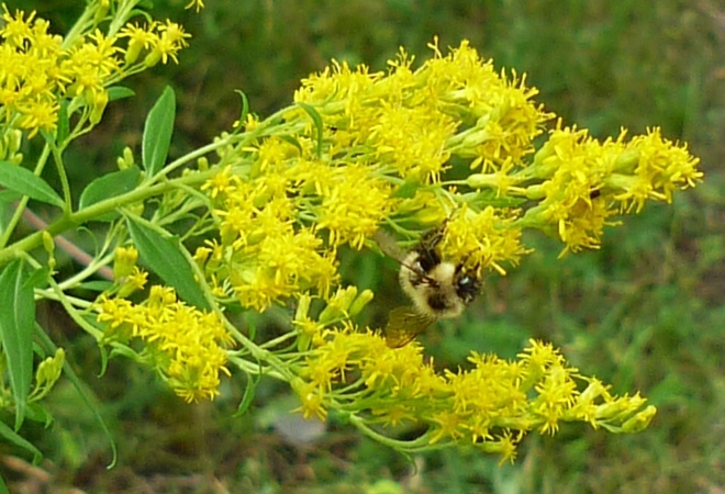 Bumble Bee Orillia, Ontario Canada
