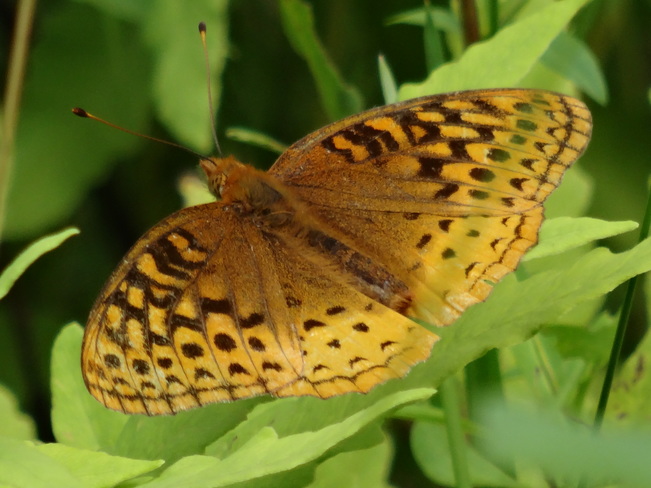 Great Spangled Fritillary Butterfly... Cambridge, ON