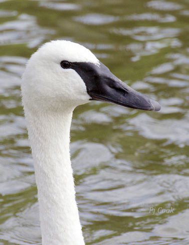 Trumpeter Swan... Pickering, ON