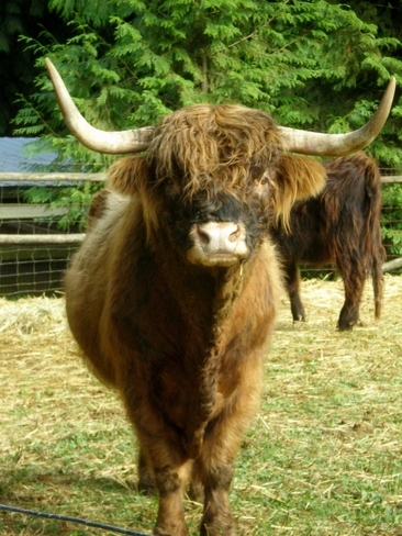 Scottish Highland Bull Maple Ridge, BC