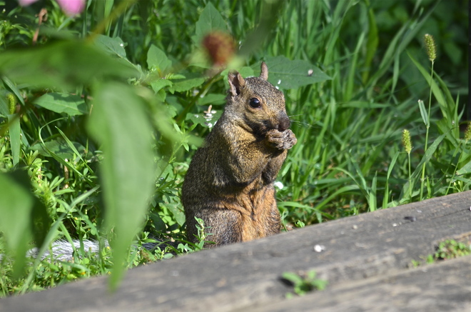 Squirrel Oakville, ON