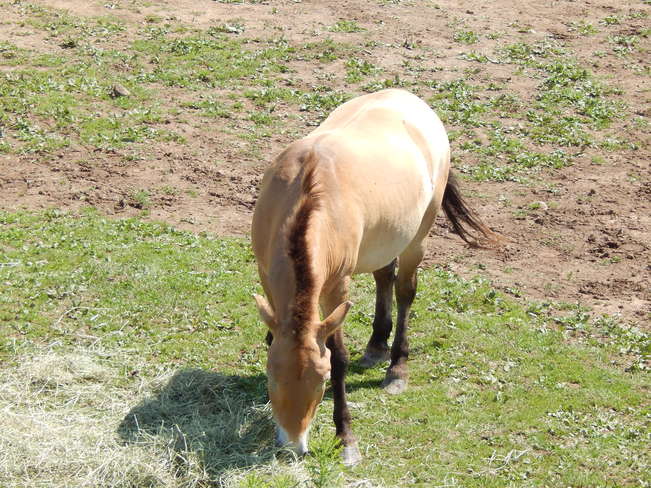 Przewalskiâ€™s Horse Moncton, NB