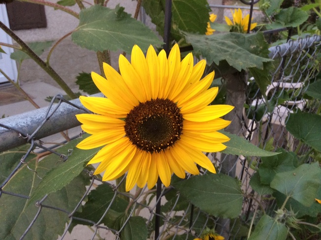Sunflower Edmonton, AB