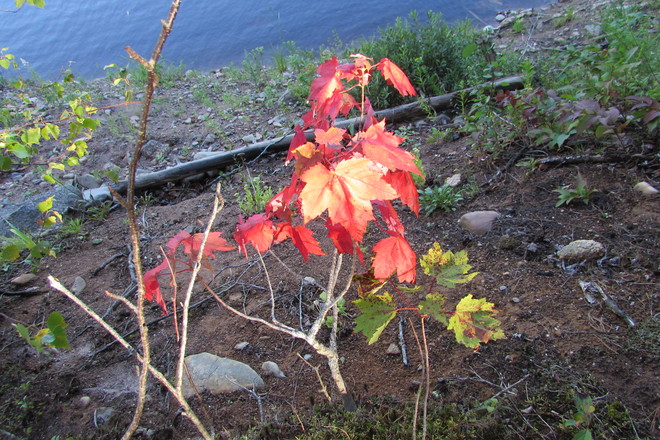 Fall colours Panuke Lake, NS