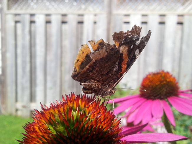 Butterfly in the mystical Garden 