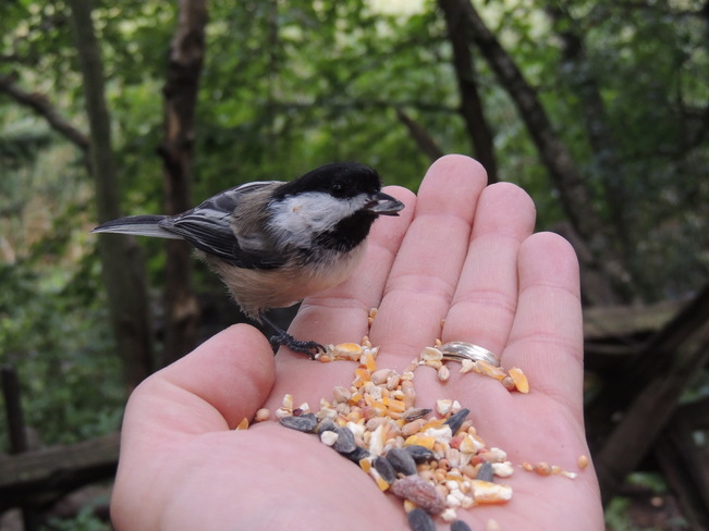 Chickadee in my hand Lynde Shores Conservation Area, Whitby, ON