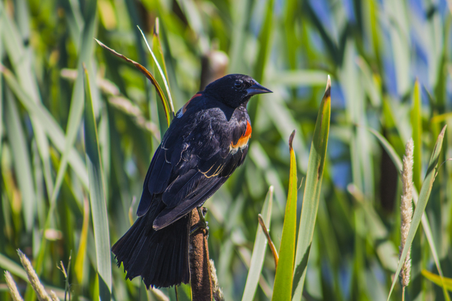 Les magnifiques oiseaux du Lac Osisko Lac Osisko, Rouyn-Noranda, QC