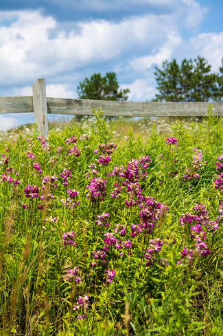 Wildflowers and Blue Skies Alcona, Innisfil, ON