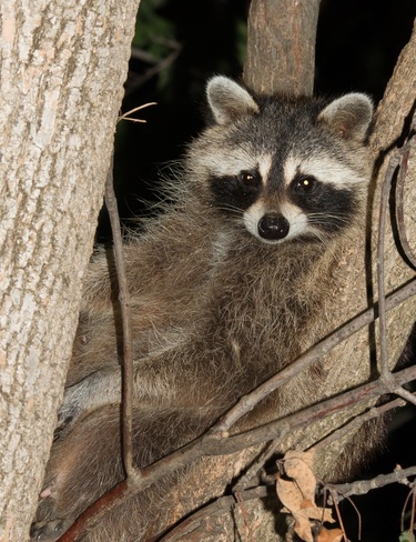 Relaxed raccoon in tree Sauble Beach ON