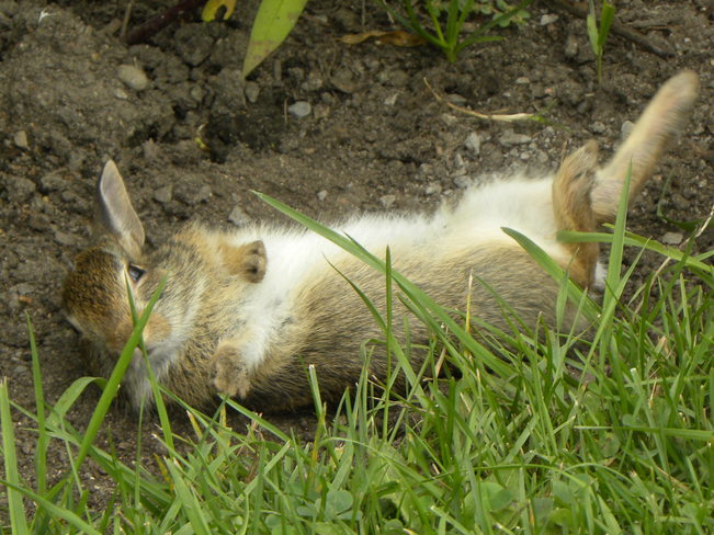 One "Laid Back Rabbit" Ottawa, ON