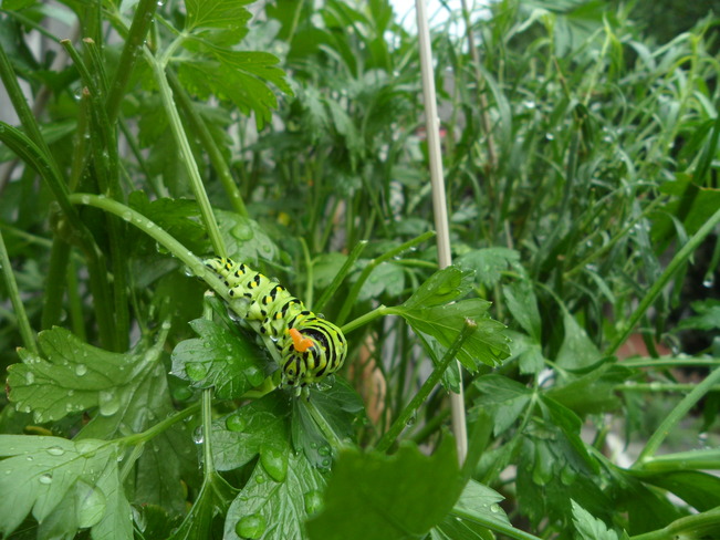 Black Swallowtail Caterpillar Tecumseh, ON