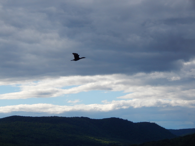 The Great Cormorant Atholville, NB