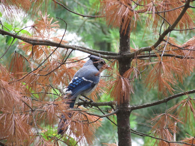 Beautiful Blue Jay in Algonquin Park Huntsville, ON